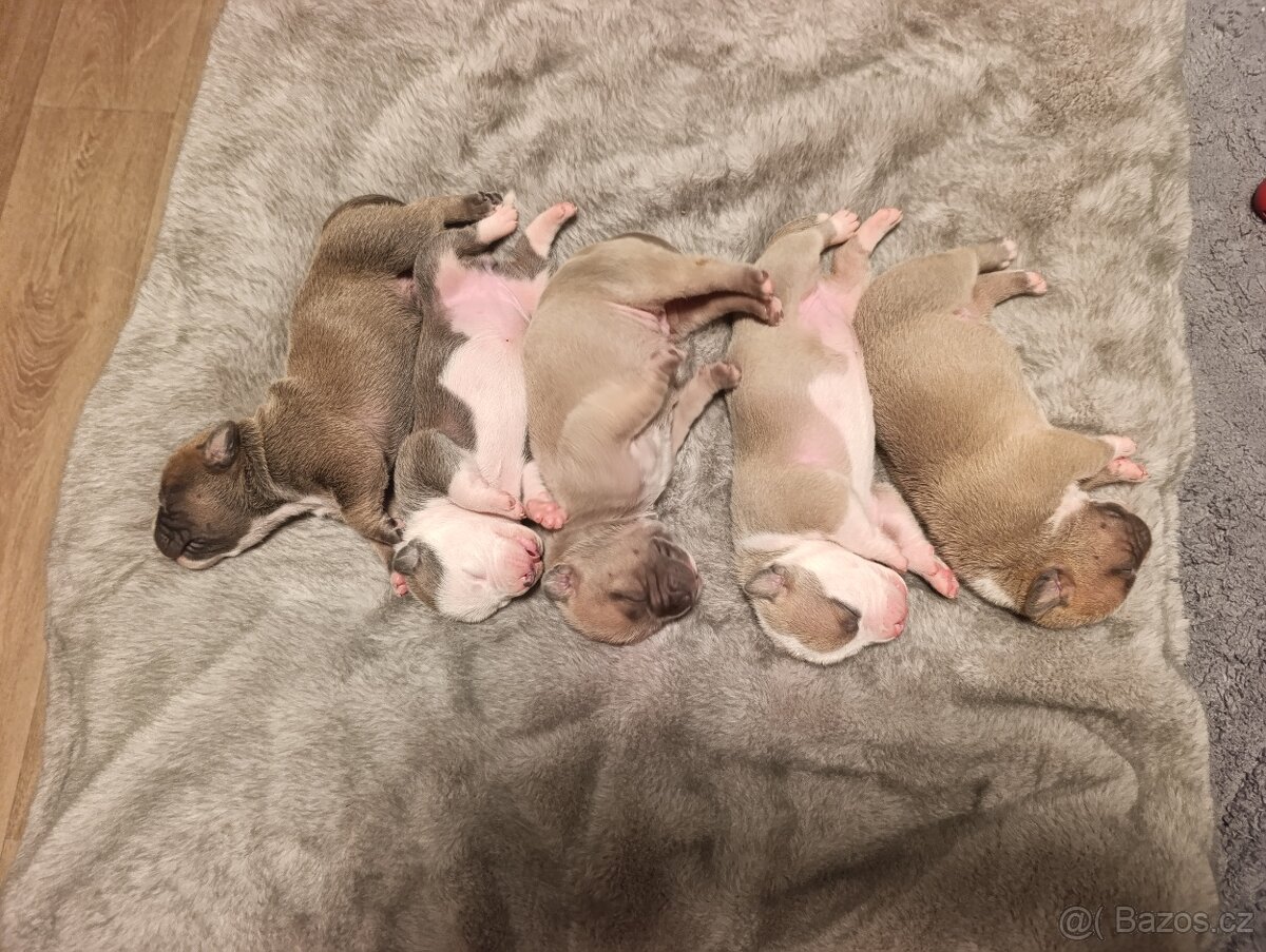 American Bully Standard - 6