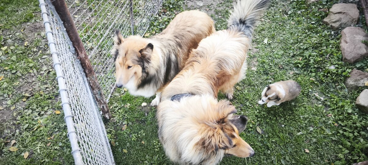 Kolie dlouhosrstá - 6