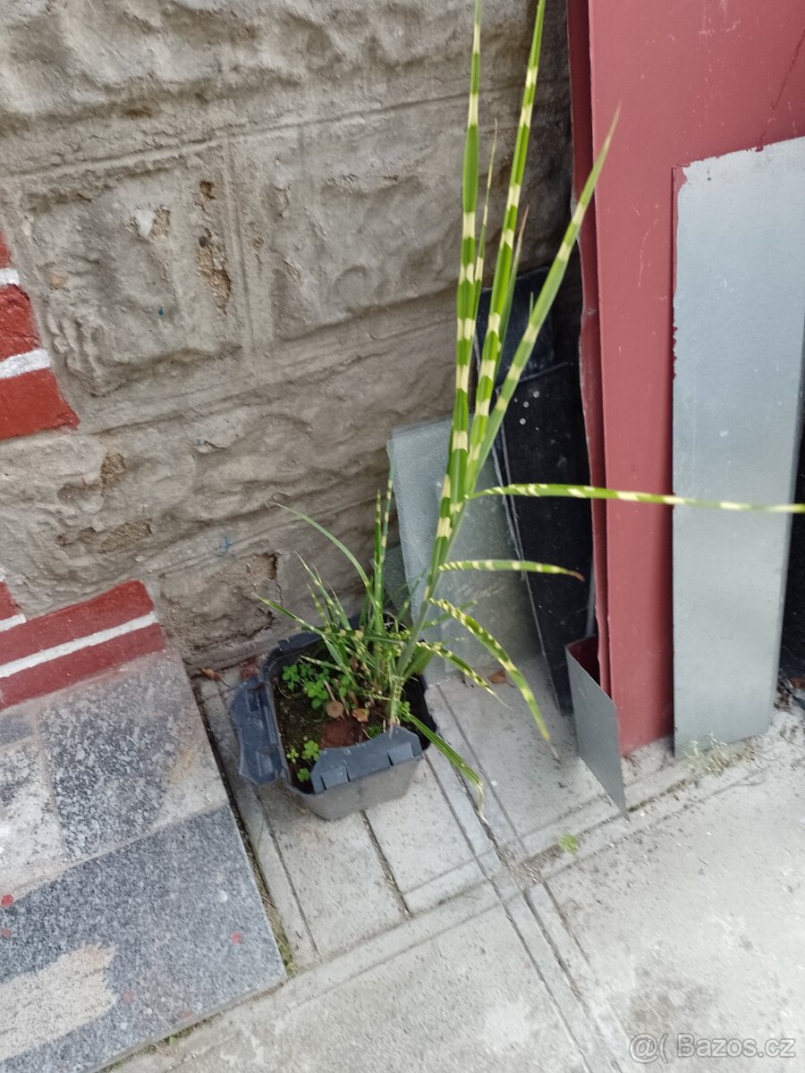 ptačí zob na živé ploty, rybízy,skalníky,půdopokryvné růže - 6