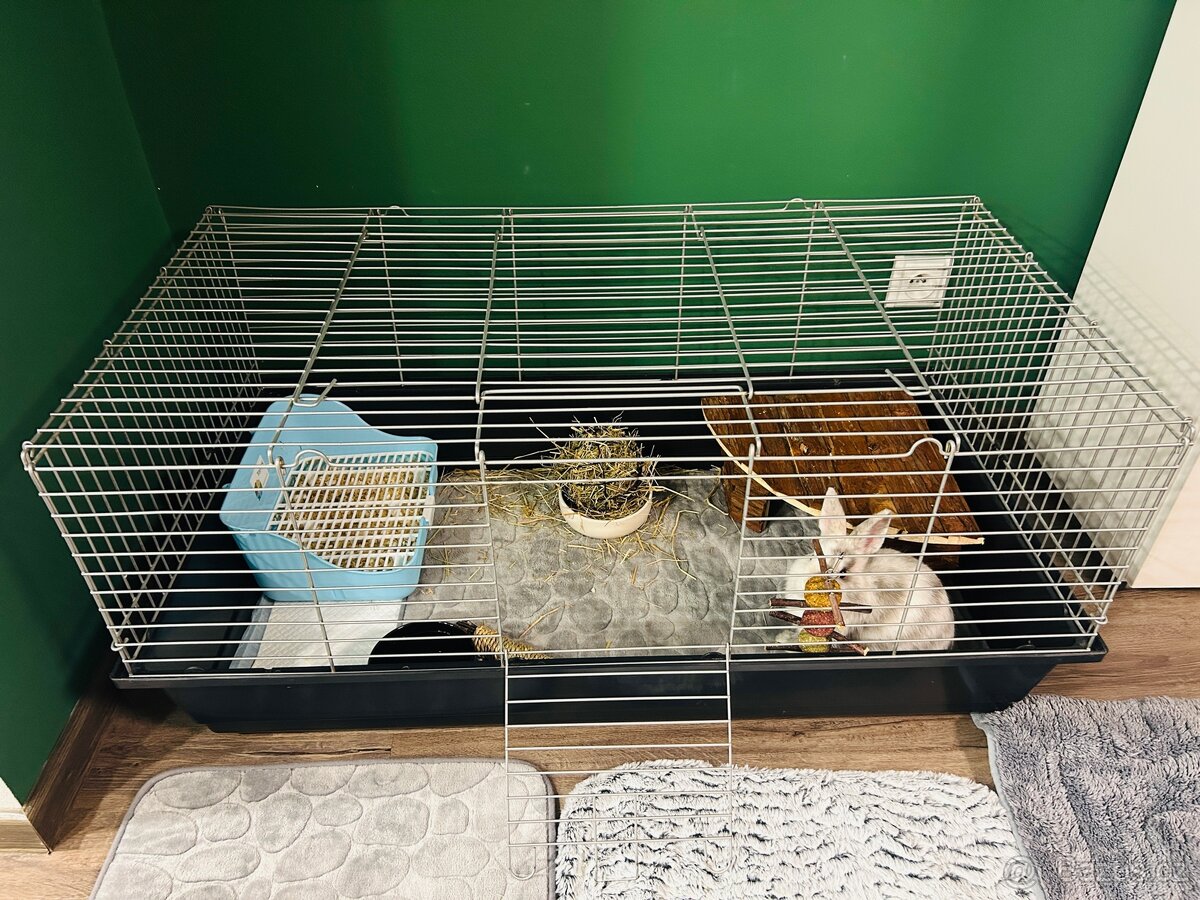 Zakrslý králík - 6