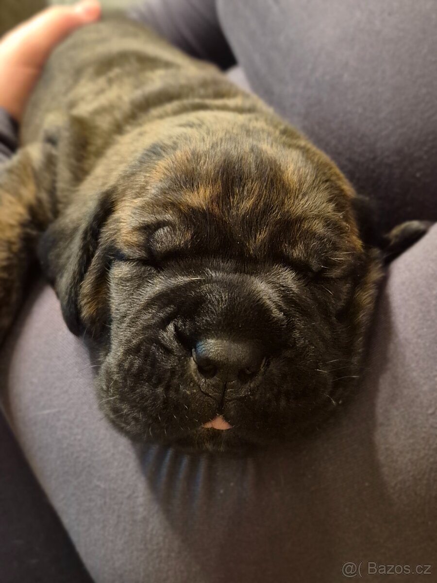 Cane Corso s PP - 6