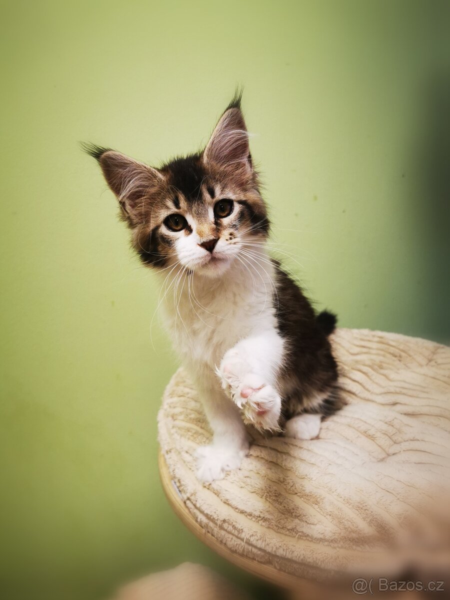 Mainská mývalí s pp - 6