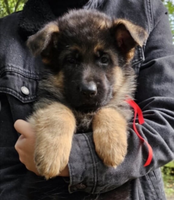 Německý ovčák-dva pejsci s PP typ Rex - 6