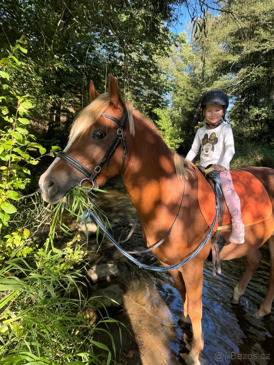 Prodej velmi hodného vychovaného pony poníka kategorie B - 6