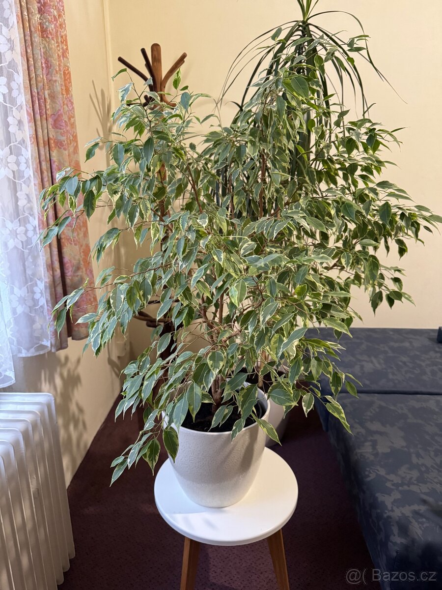 Květina Ficus benjamina (drobnolistý/malolistý) - 6
