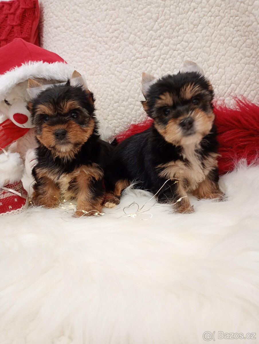 Yorkšírský-jorkšírský-yorkshire teriér MINI ❤️❤️ - 6