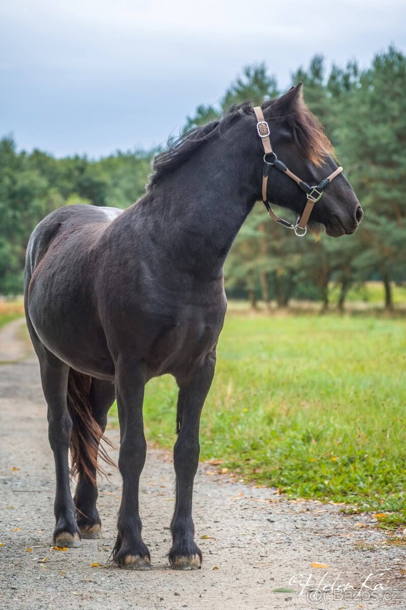 Fell pony klisnička Arriana - 6