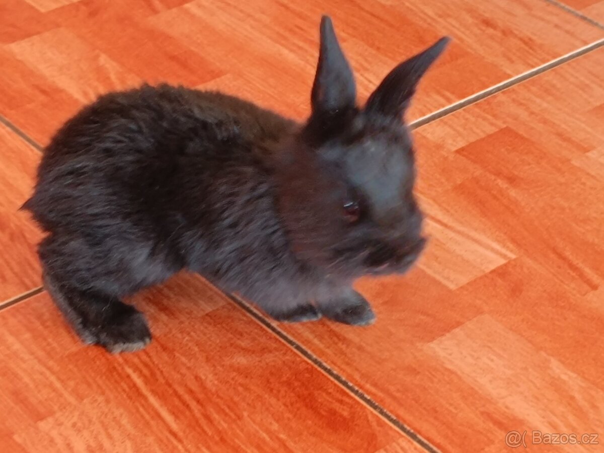 Nabízím králíčky - 6