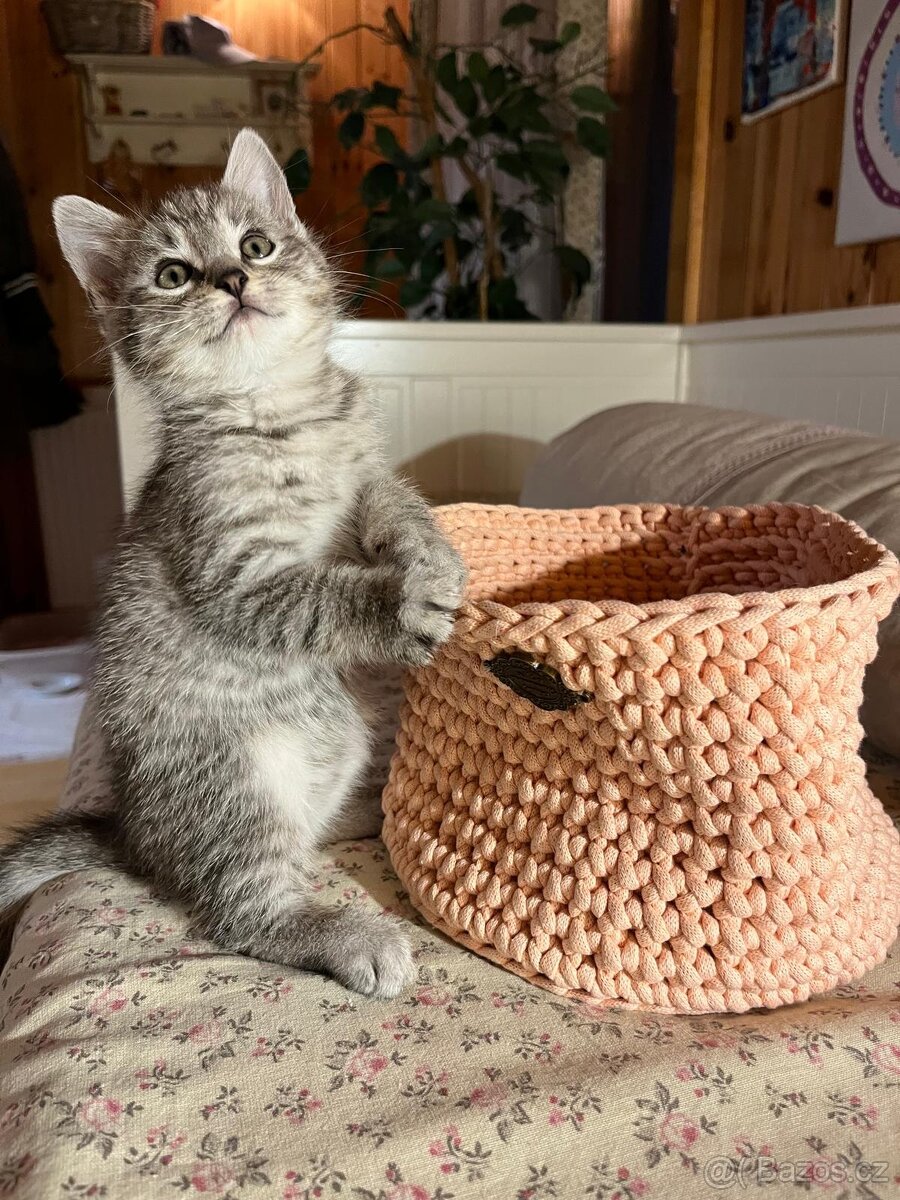 Britská koťátka - 6