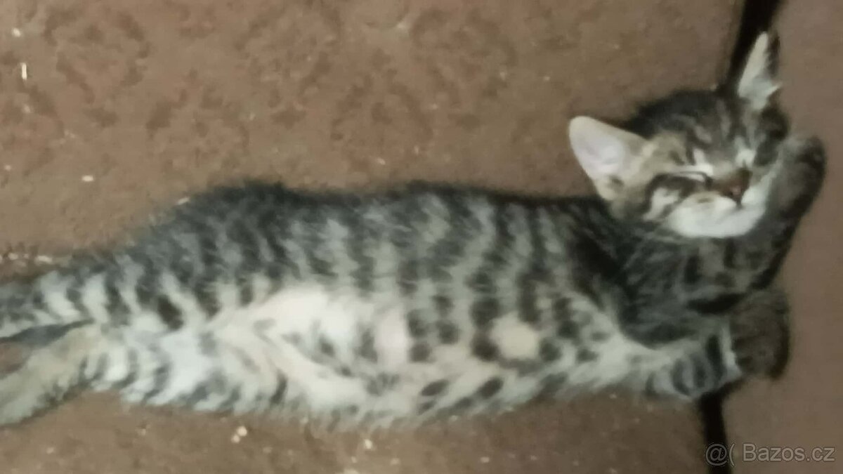 Daruji koťátka - 6