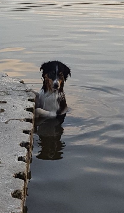 Krytí border kolie - Pardubice - 6