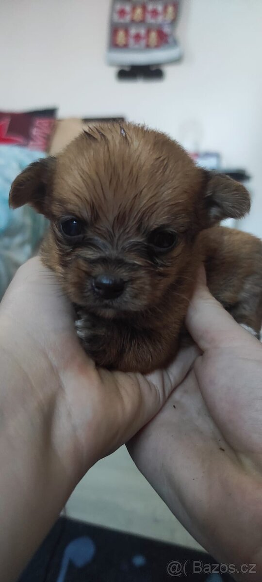 Štěňátka - 6