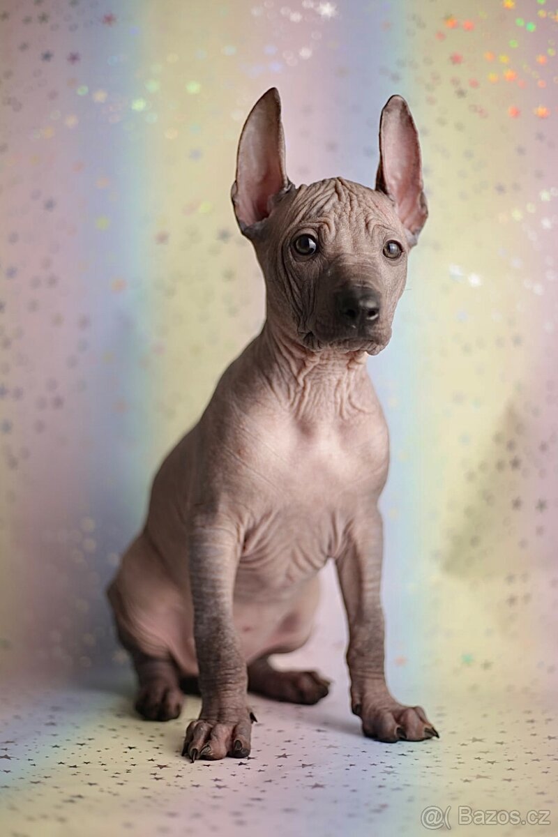 Peruánsky naháč s PP stredná/veľká - 6