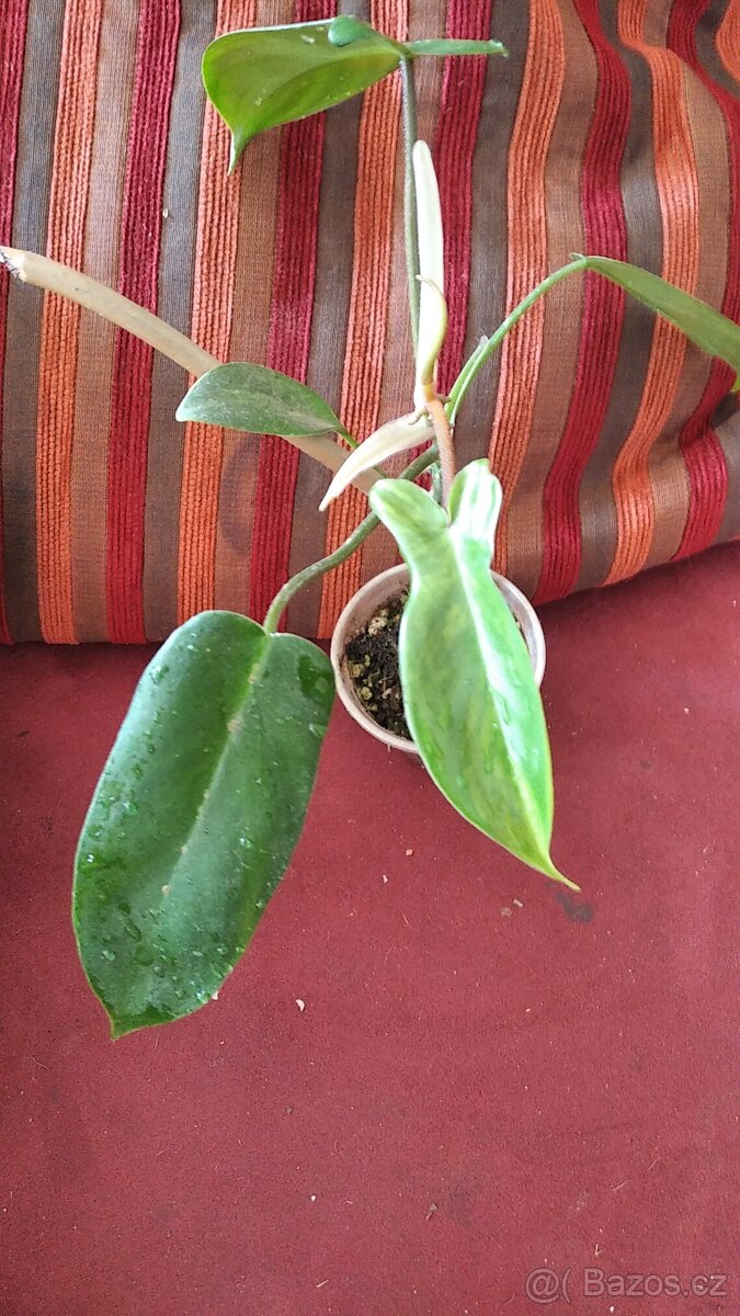 Philodendron Florida beauty - 6