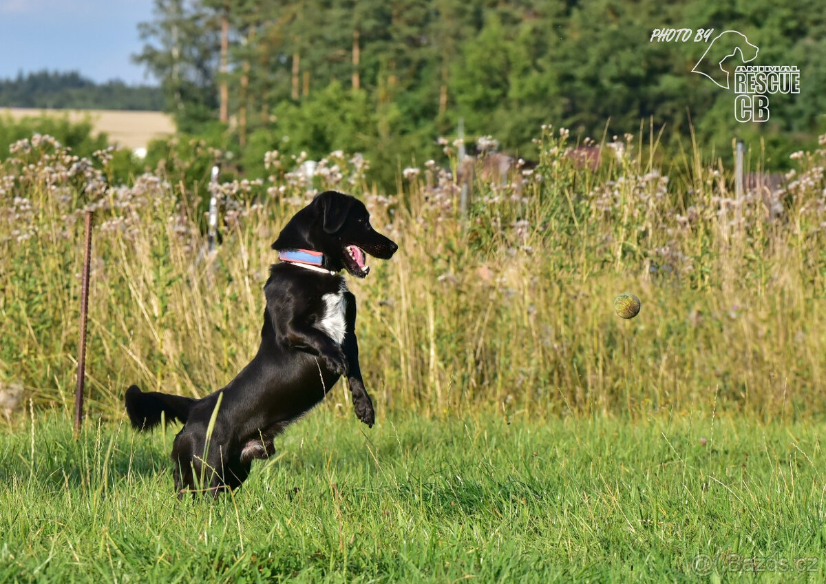 Opuštěný kříženec Dasty hledá nový domov - 6