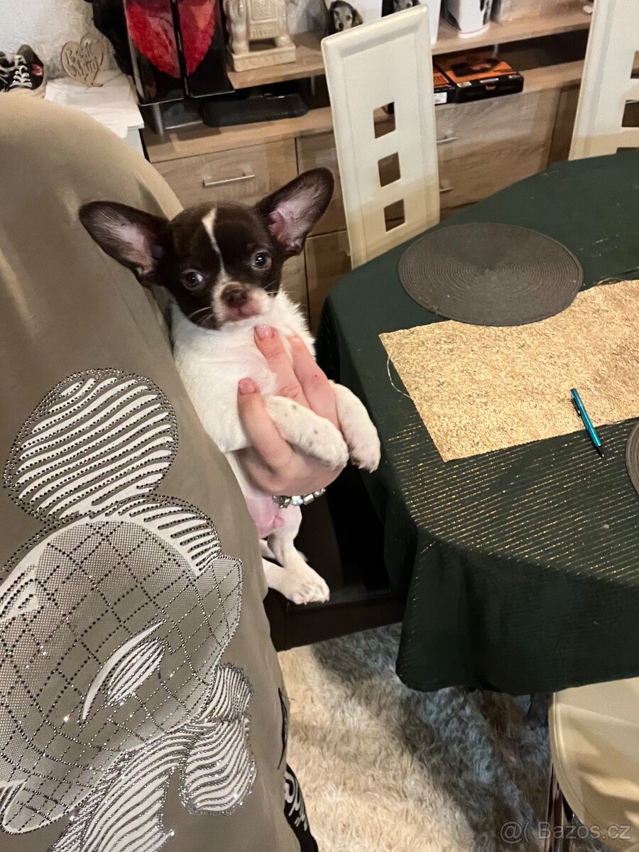 Čokoládovobílý pejsek čivava s PP FCI , ihned k odběru - 6