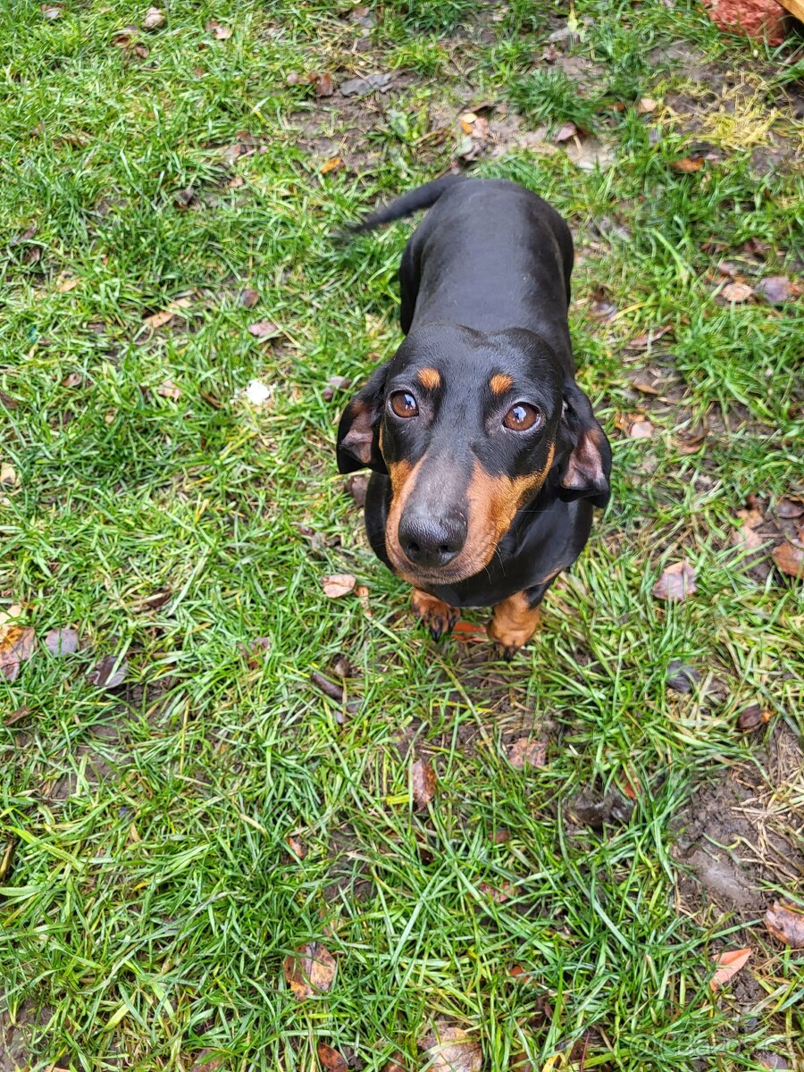 Jezevčík standard hladkosrstý fena - 6