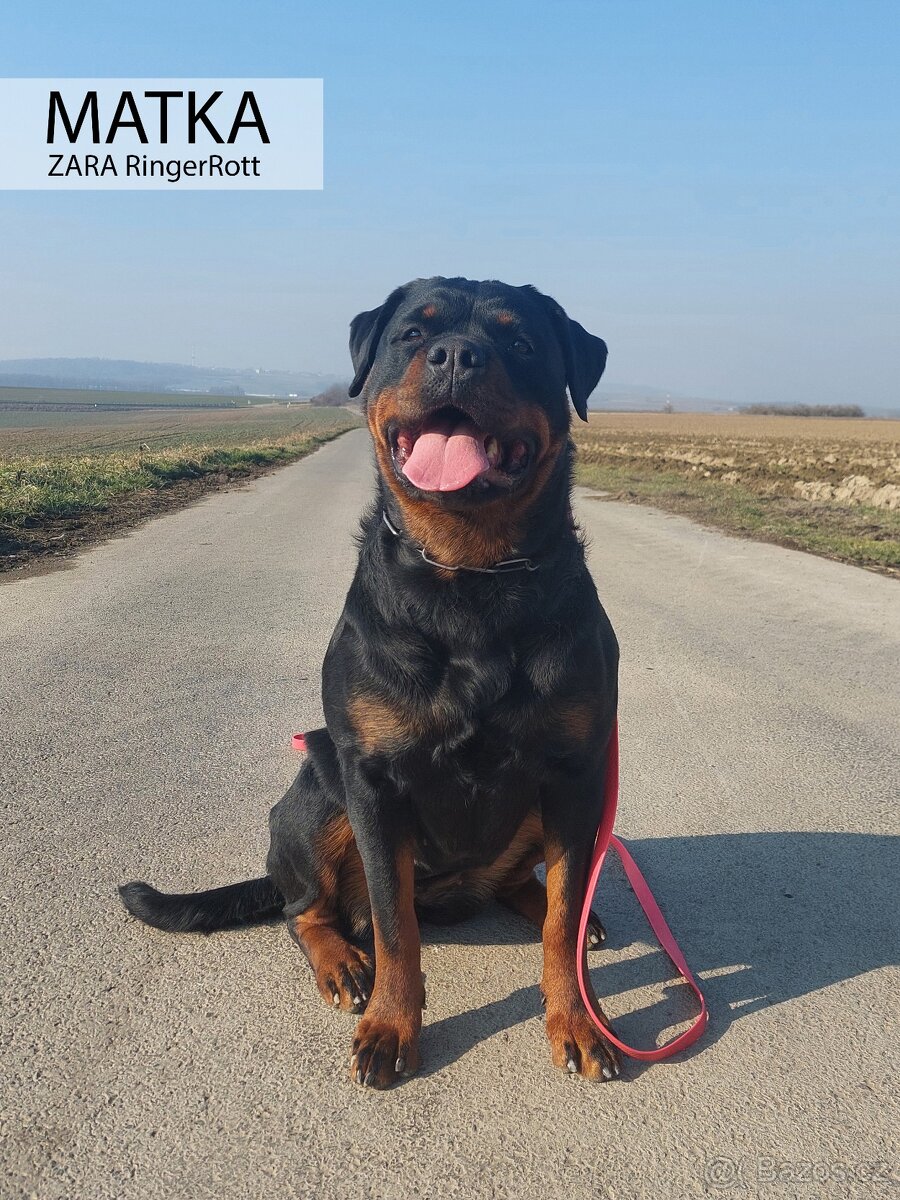 Štěňata Rottweilera s PP (Rotvajler, RTW) od ledna k odběru - 6