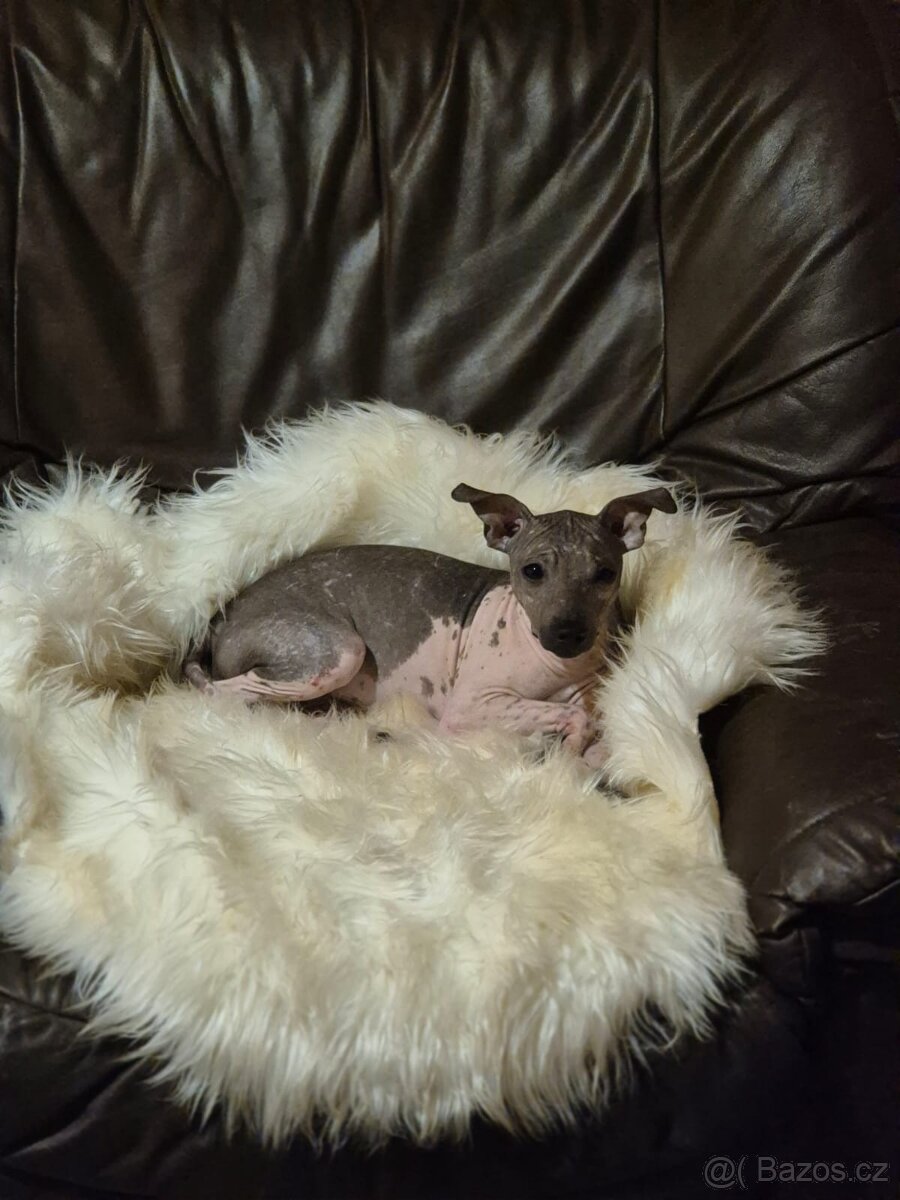 Americký bezsrstý teriér s PP. - 6