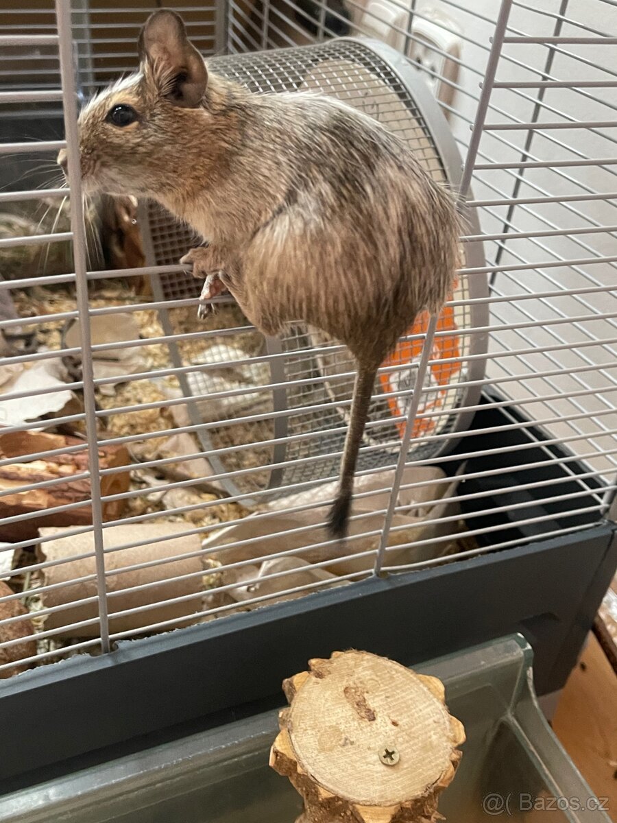 Velká vybavená klec pro osmáky degu - 6