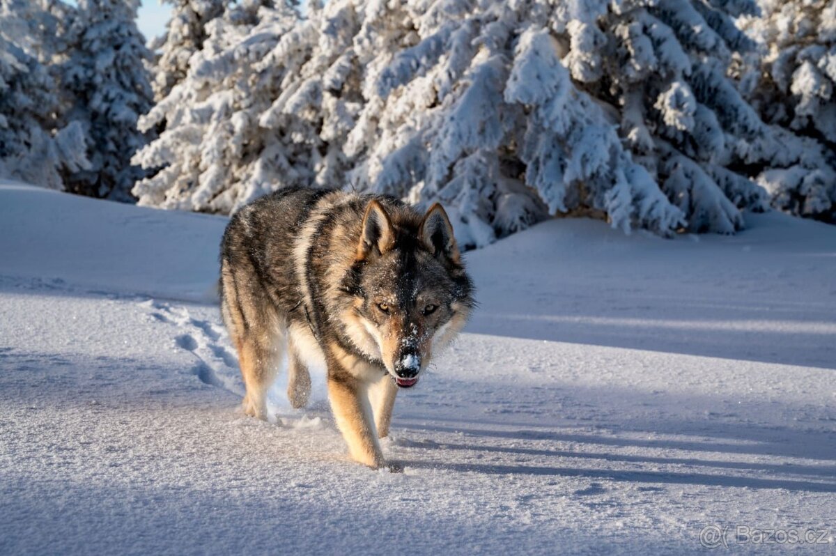 Československý vlčák s PP - 6