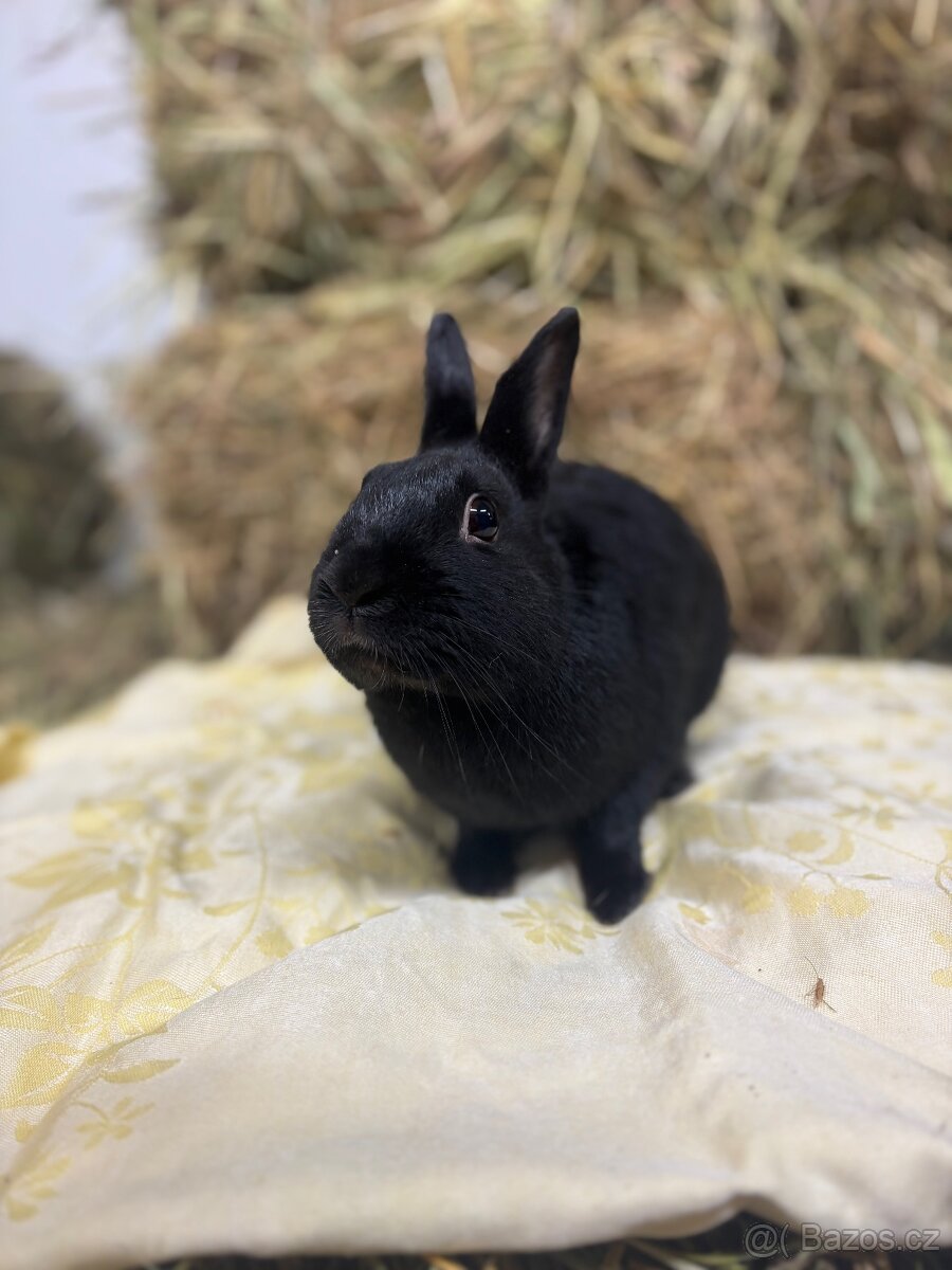 Zakrslý králík s pp - Jafar - 6