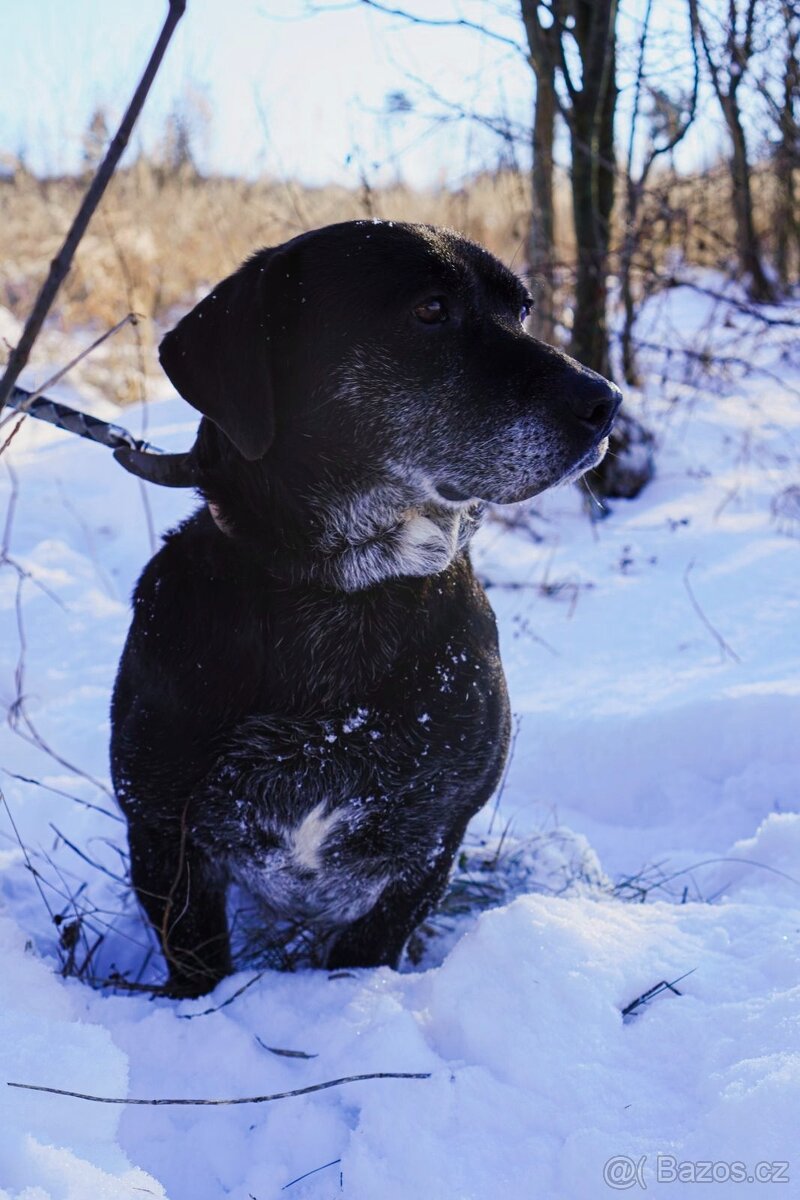 FANNY - psík 7 let - 6