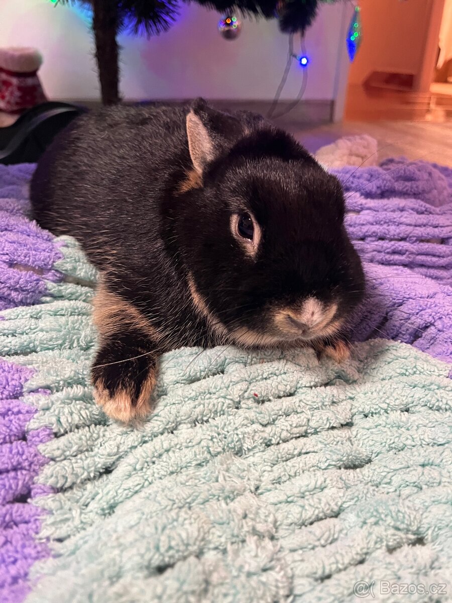 Zakrslý králík - 6