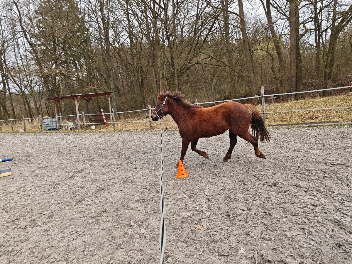 Pony klisna Welsh part bred s PP - 6