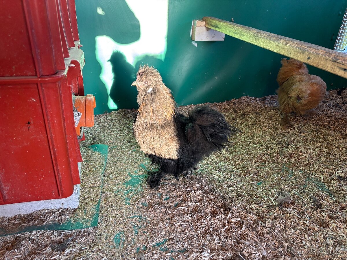 Daruji hedvabnicky velke - kohouti - 6