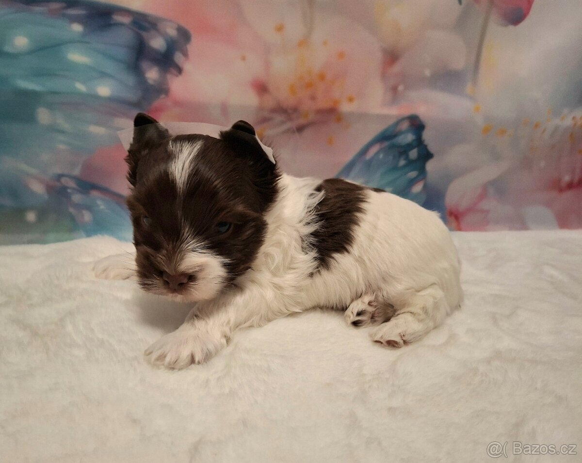 Jorkšírský teriér - biro, biewer - 6