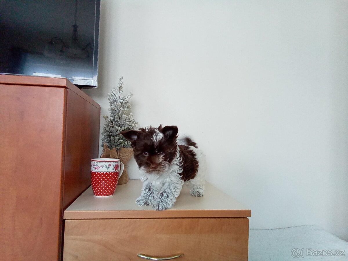 Jorkšírský teriér štěně - 6