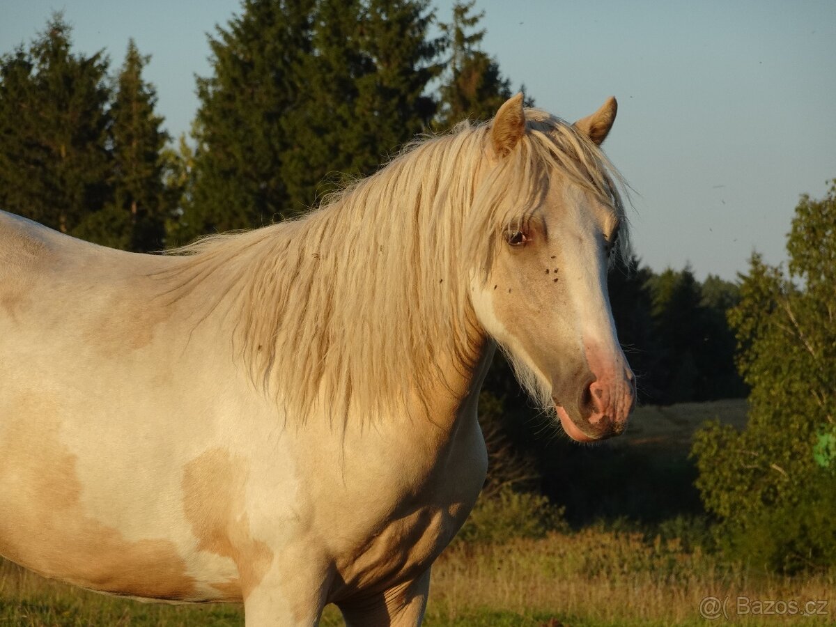 Prodám klisnu WPBr s PP, - 6