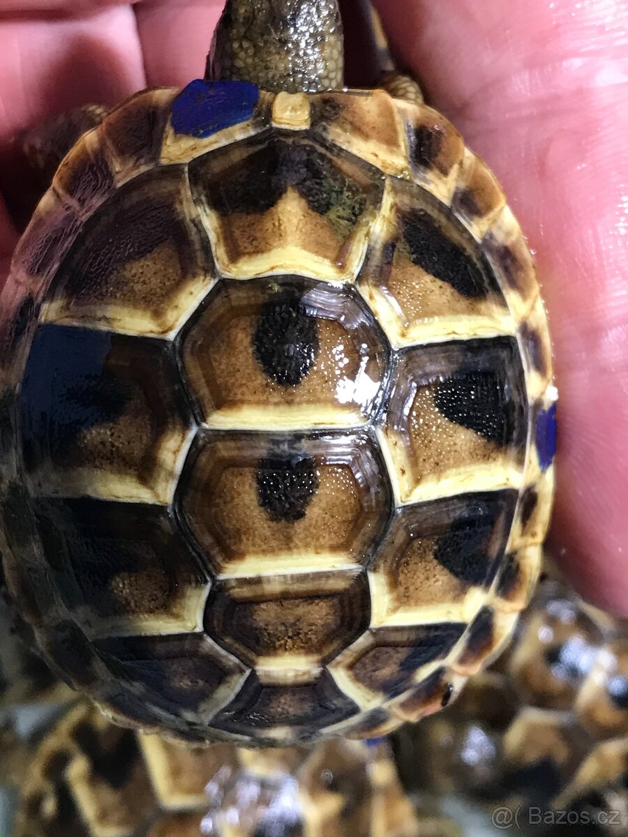 suchozemská želva, želva zelenavá - 6