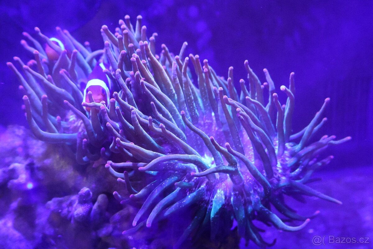Mořské akvárium - 6