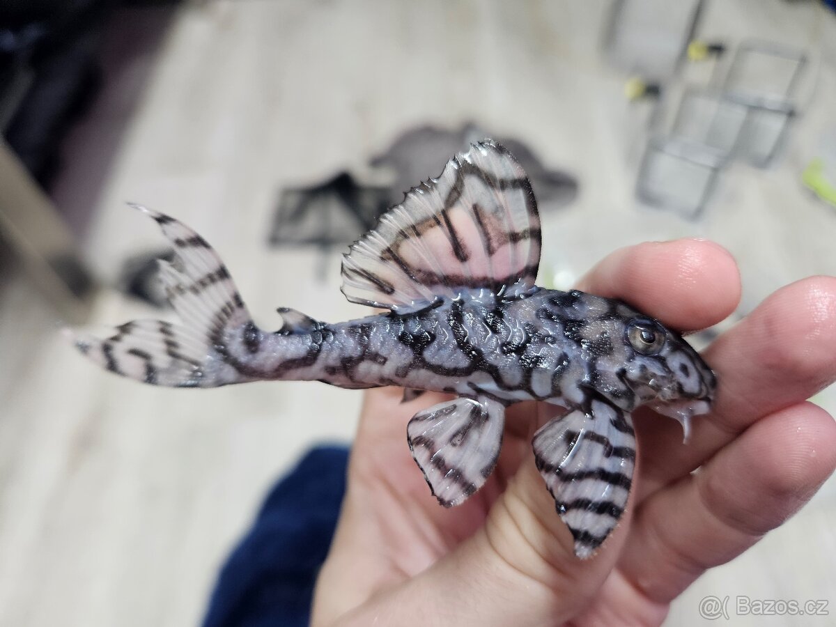 L 236 Super White - chovné páry - 6