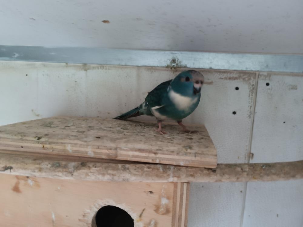 Neofémy a Kakariki - 6