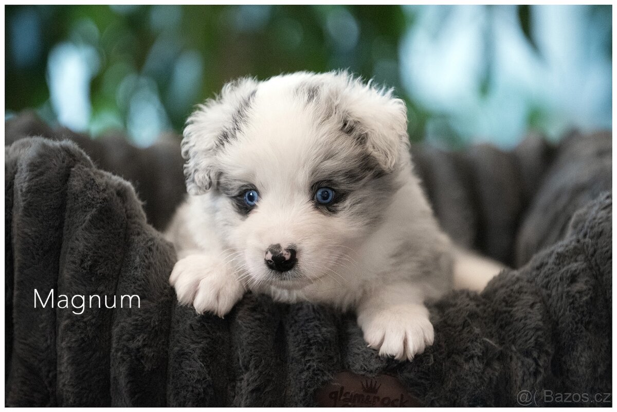 Border Collie, Border Kolia s PP FCI barva Blue Merle - 6