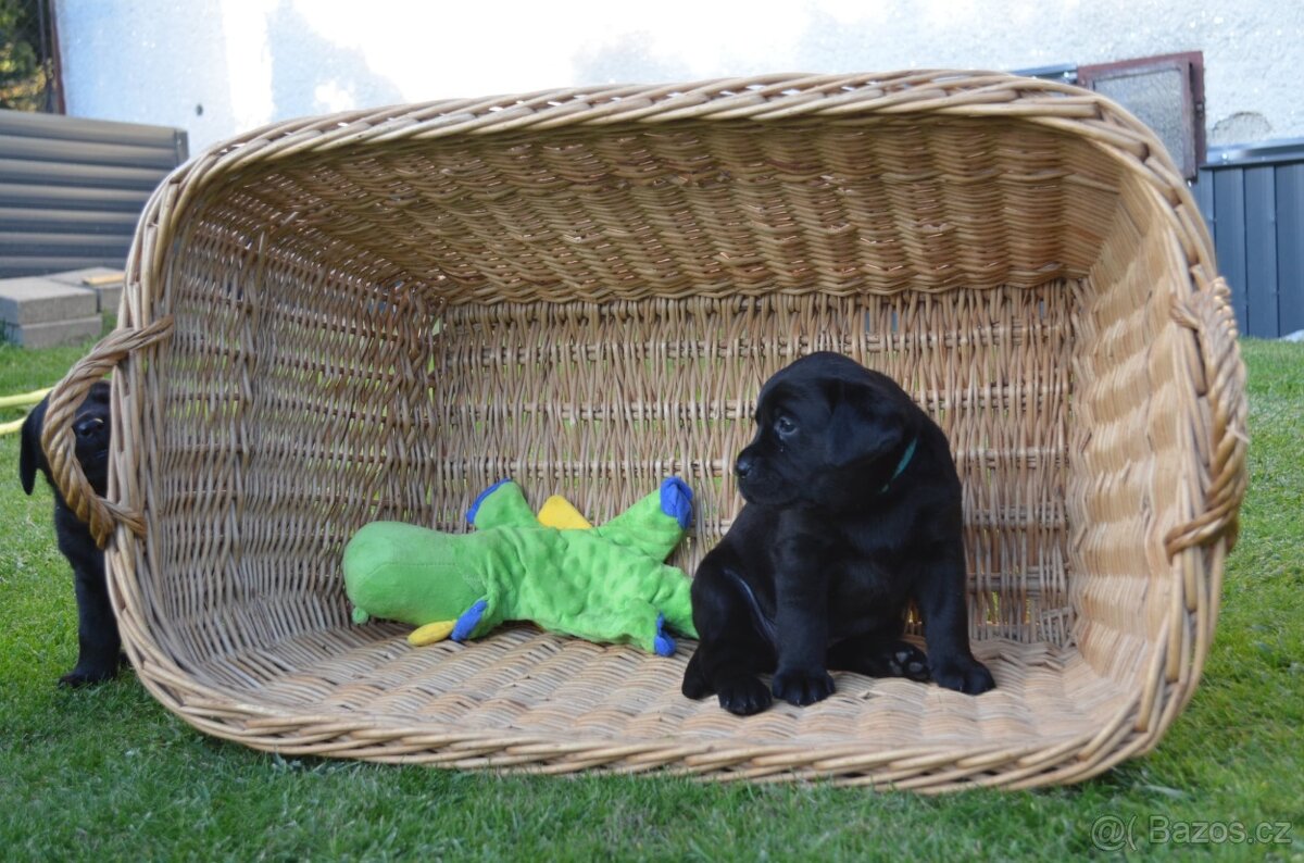 Labradorsky retriver s PP-šteňata - 6