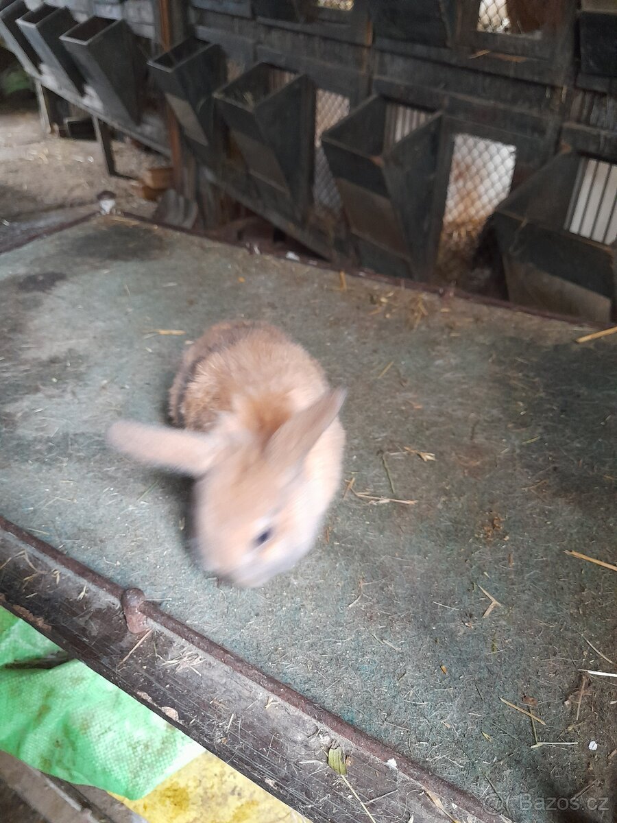 Zakrslý králíci - 6