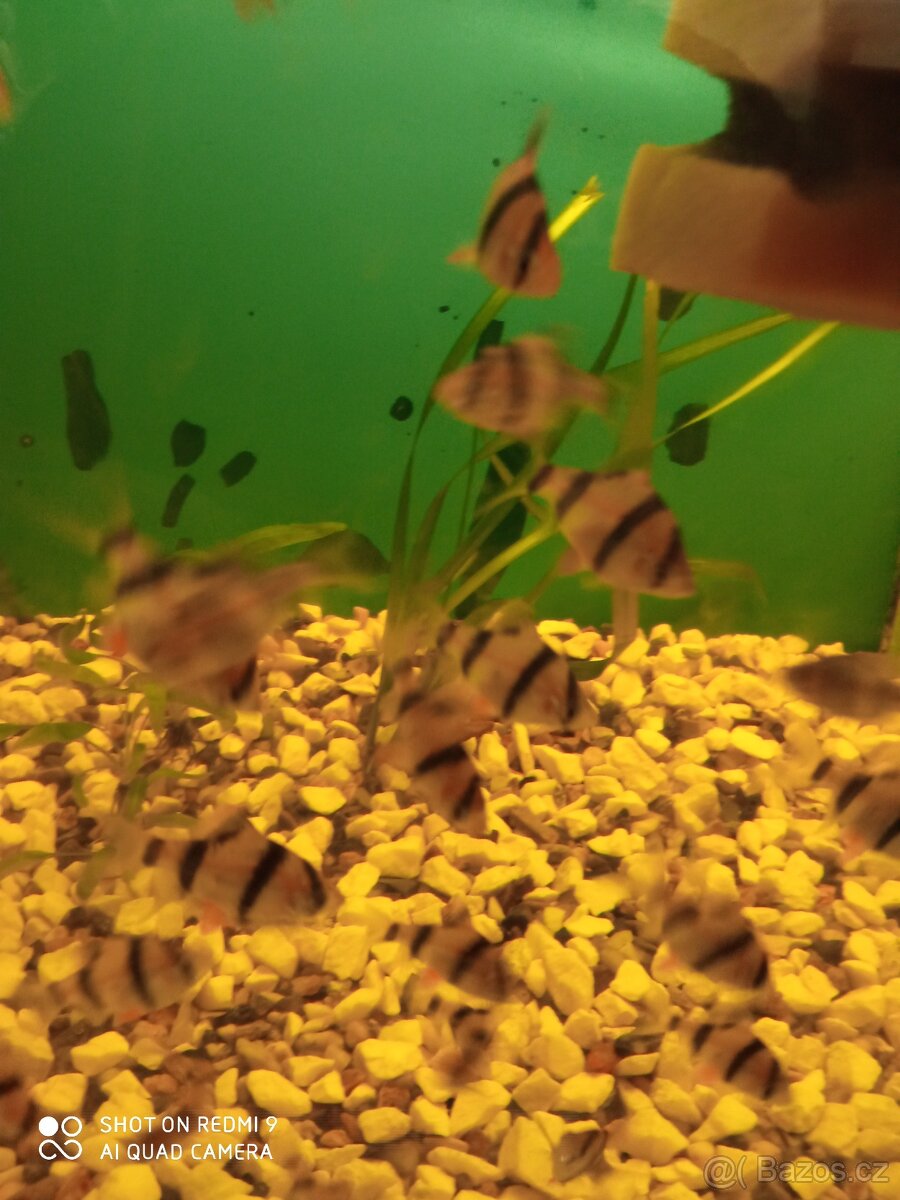 prodej novinek ze dvora - 6