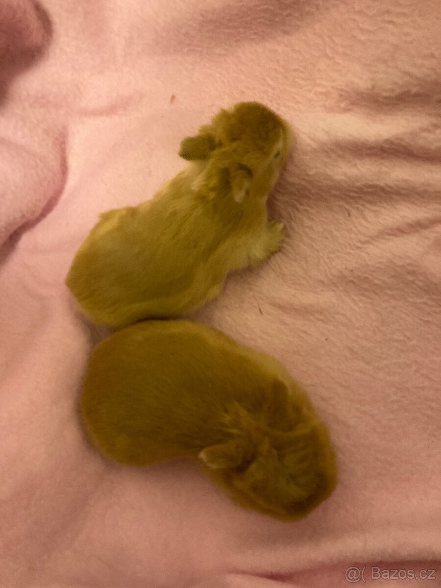 Zakrslí králík - 6