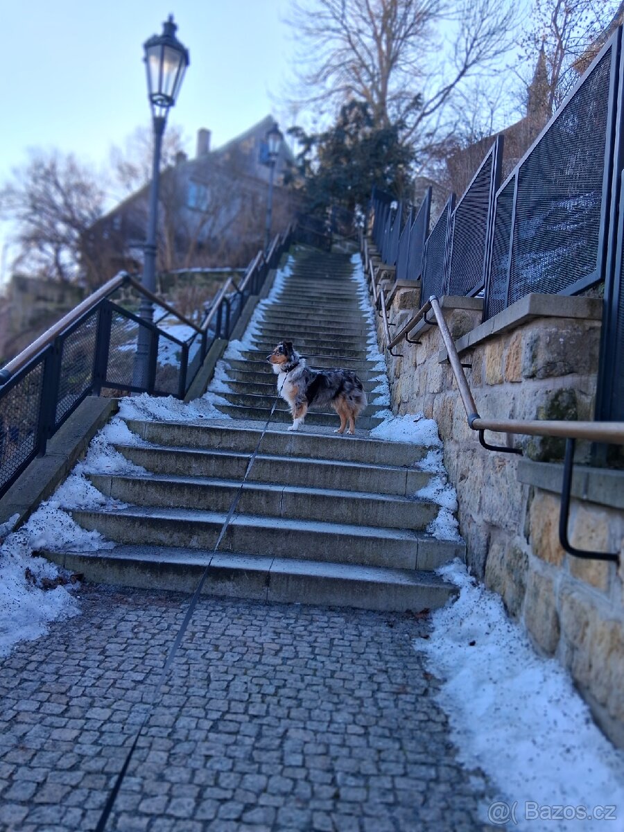 Jess hledám domov - 6