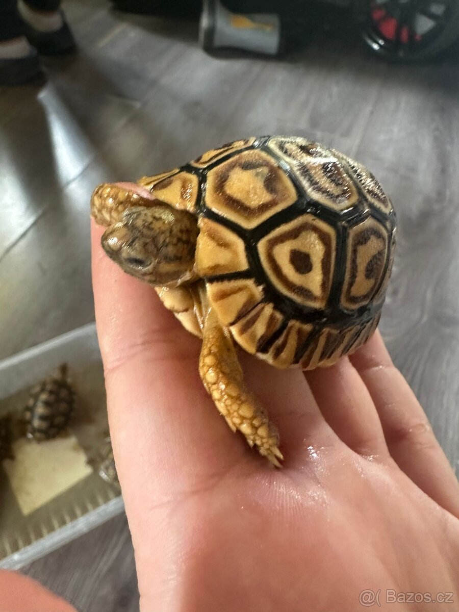 Želva pardáli - 6