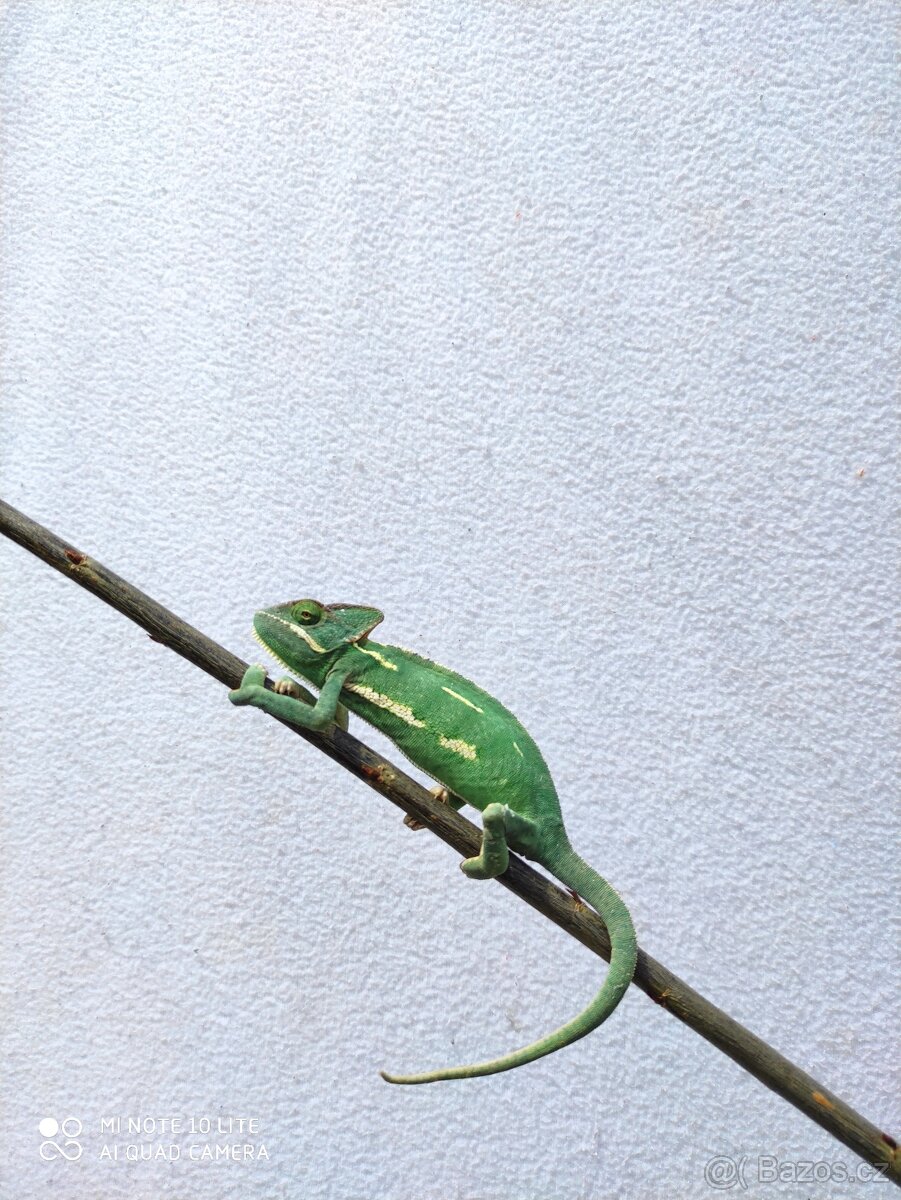 chameleon jemenský, terárium - 6