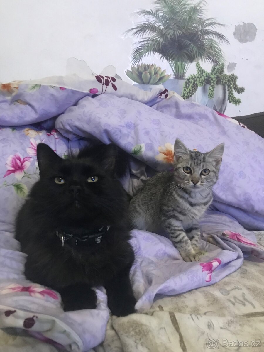 Daruji kotě - 6