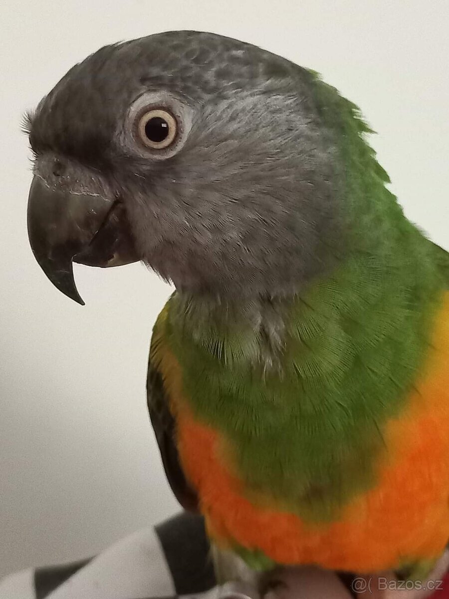 Papoušek Senegalský 7 let - 6