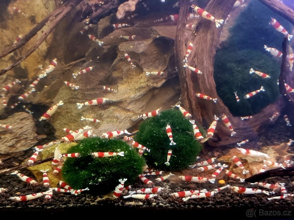 Prodám top krevetky - 6