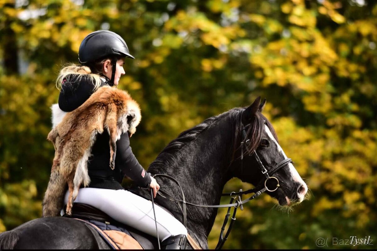 Připouštění Welsh cob - D - 6