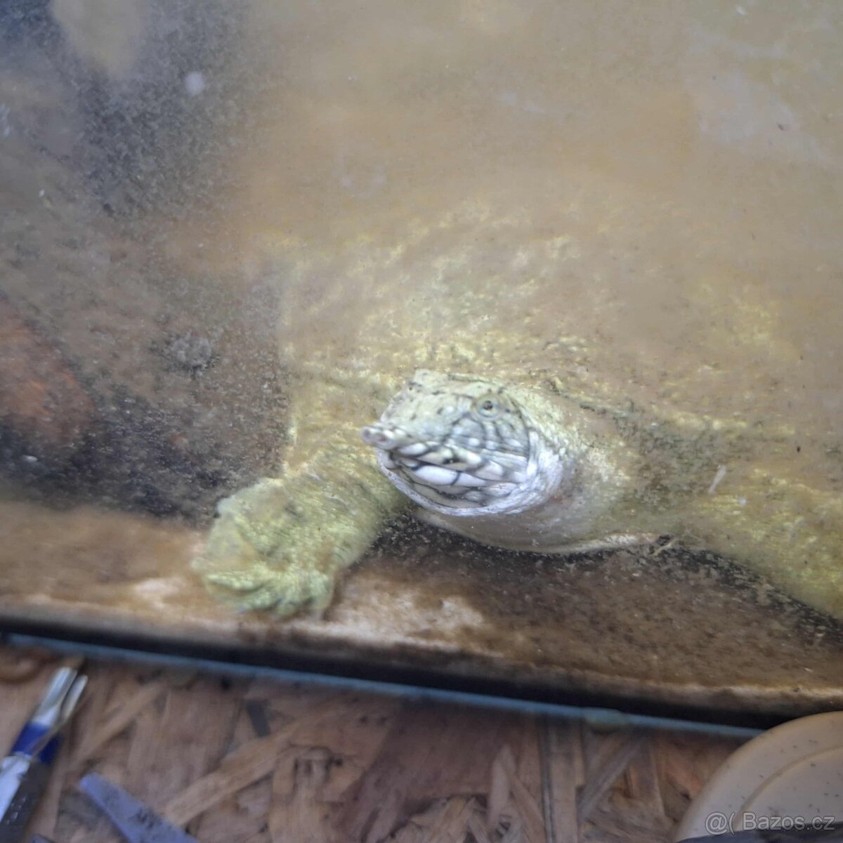 Prodám želvy - 6